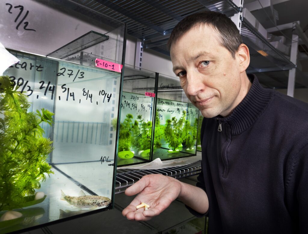 Efeitos da Cocaína em Salmonídeos: Peixes Nadam Mais Rápido e Vão Mais Longe, Revela Estudo