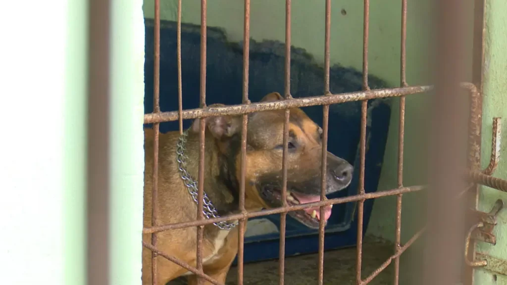 Investigação levanta suspeitas sobre mais de 400 mortes de animais em Joinville