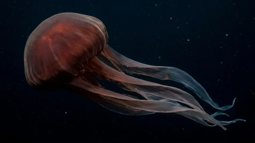 Água-viva fantasma gigante: o enigma do oceano profundo com 10 metros de comprimento