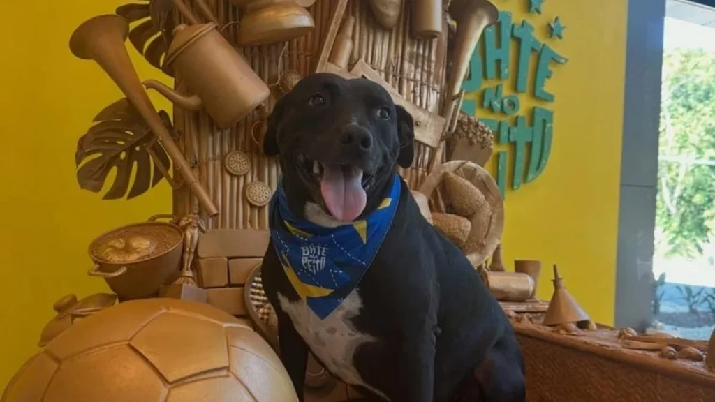 PJ, o mascote oficial da Seleção Brasileira, conquista corações na Granja Comary PJ, o mascote oficial da Seleção Brasileira, conquista corações na Granja Comary