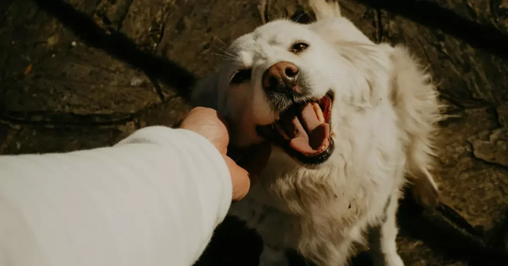 O Poder da 'Voz de Bebê': Como Falar com Pets Melhora Seu Bem-Estar