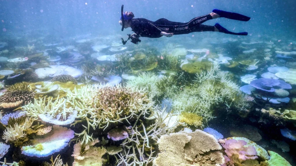 El Niño ameaça colapso da Grande Barreira de Coral: cientistas alertam para riscos graves
