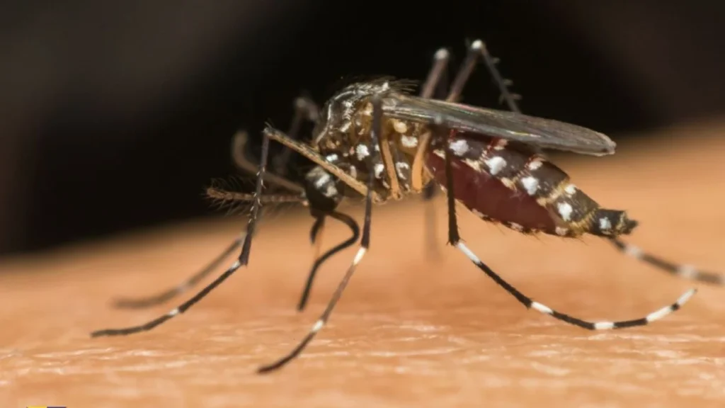 Itajaí Avança no Combate à Dengue com Implantação do Método Wolbachia Itajaí Avança no Combate à Dengue com Implantação do Método Wolbachia