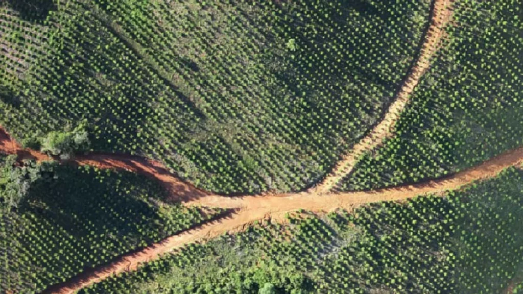 Irani revoluciona gestão florestal no Meio-Oeste de Santa Catarina com tecnologia avançada Irani revoluciona gestão florestal no Meio-Oeste de Santa Catarina com tecnologia avançada